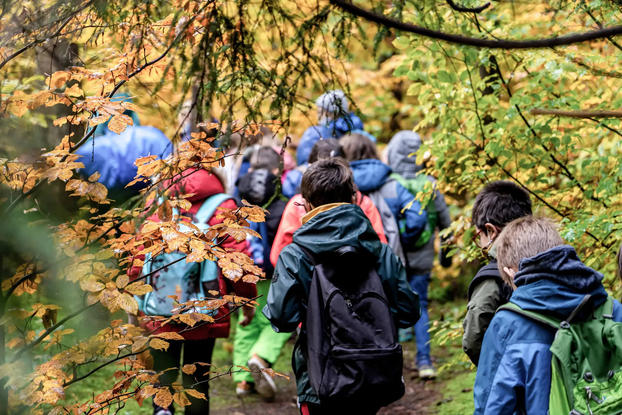 A hiking group consisting of children can be seen in a forest.
